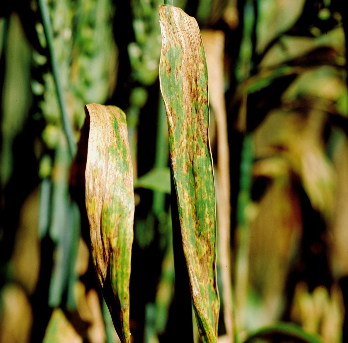 septoria nodorum