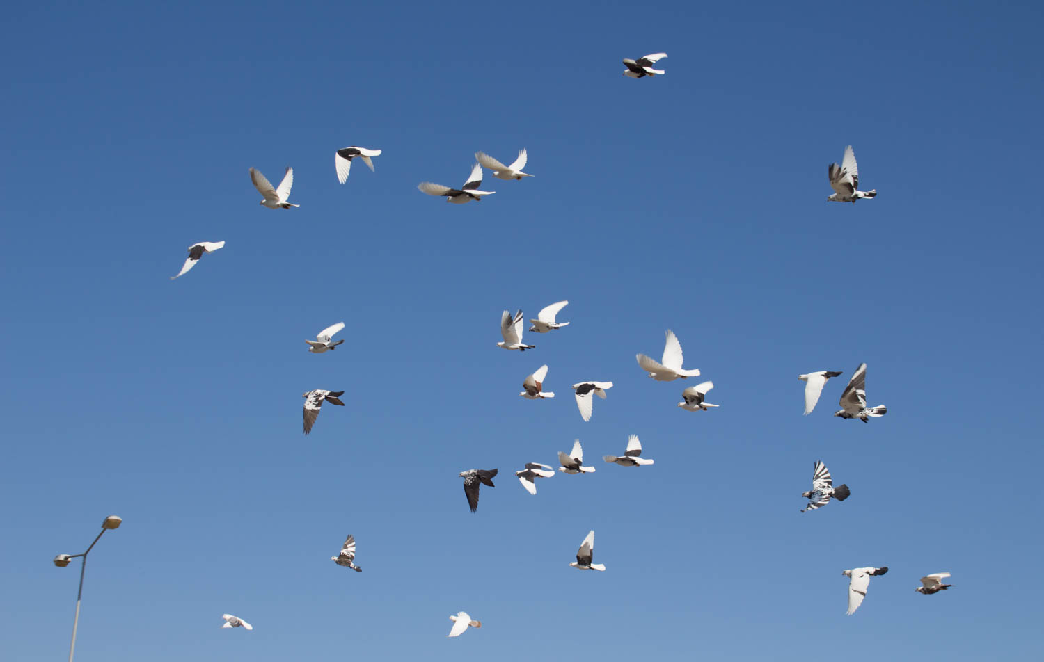 Песня стая белых птиц. Птицы в небе. Стая голубей. Стая птиц в небе. Стая белых птиц